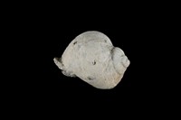 藏品(紫口珊瑚螺)的圖片